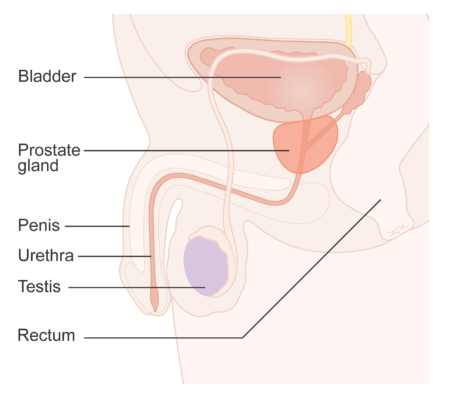 Diagram showing the position of the prostate